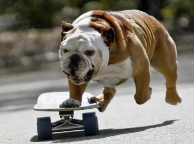 遛狗未拴绳宠物犬被车撞死，犬主人能主张精神损害抚慰金吗？