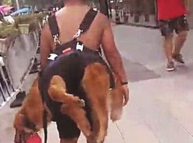 狗狗出来后总不愿回家，被主人家一招拿下，但界面却令人啼笑皆非！