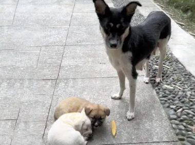 为了小狗不再流浪,狗妈妈把孩子叼到路中央,哀求人类带走它们