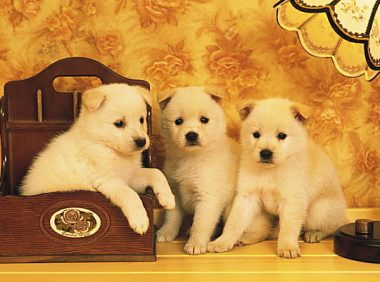 英国爱狗人士外出饮酒，结果儿子被狗咬死，你怎么看？