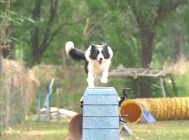 偶然的一次他接触到敏捷犬运动就一发不可收拾，竟然…