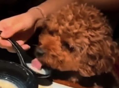 女子炫耀用餐厅勺子喂宠物狗，餐厅：餐具全部扔掉，餐厅全面消杀