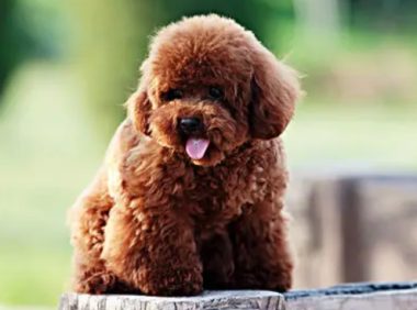 网购残疾犬 七旬老太起诉卖家退款