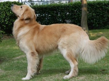 半夜瓦斯泄漏 忠犬叫醒主人救起全家性命