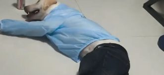 男子给狗子穿了一身衣服,人模狗样有了具象化
