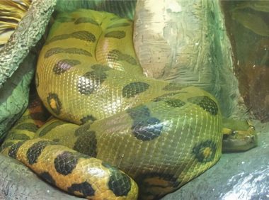 亚马逊森蚺身份信息