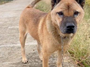 狗狗因绝育记仇骂了医生 5 年后，医生把它买了下来，5 年仇敌竟变成了主人