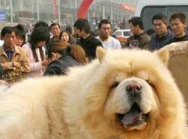 把松狮送到老爸那,一个月后看到狗狗的样子,恨不得笑出腹肌