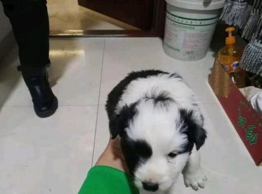 大门口流浪小奶狗一不小心跌进泥坑,女生领回家了后,老妈非说要送人