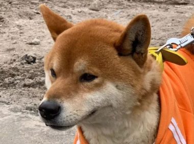 别人家的狗子都开始卖红薯挣狗粮了 请问你的狗子在干嘛？