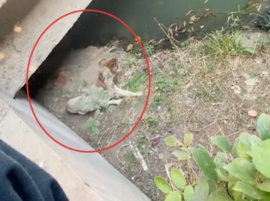 桥洞下发现流浪狗，胆小的差点跳河，男生坚持喂3天终被信任