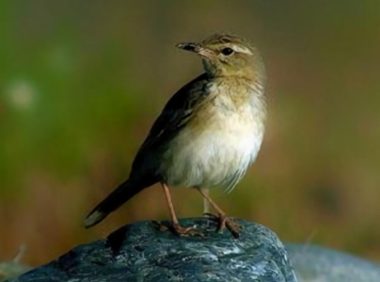 百灵鸟身份信息