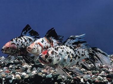 五花长尾草金鱼身份信息