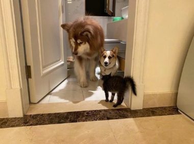 两只狗被猫害得躲到洗手间，阿拉斯加目光避开，柯基则向主人家求助！