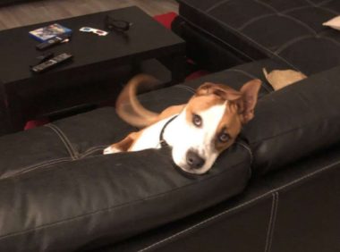 狗狗为考验未来妈妈疯狂拆她家,没被责骂反而有意外收获