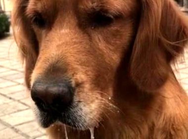 吃客金毛狗狗以便一杯酸奶，馋的口水飞流直下，一看地面上主人家笑抽了