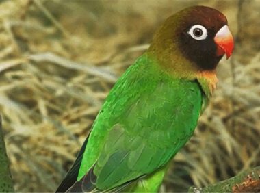 黑脸情侣鹦鹉身份信息