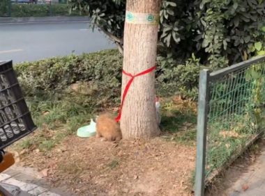 带着全部家当，被人遗弃在小区门口的漂亮小狗