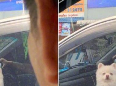 一大早狗狗被主人家带上工作，它睡眼朦胧的模样，仿佛每日出行的我