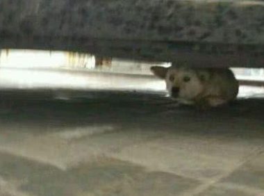 流浪狗被车撞到以后生命垂危,宠物院院长亲自给狗狗免费手术!