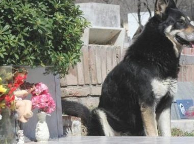 忠犬依靠自己寻找主人墓葬,独自一人守墓十一年,过世后差点儿和主人合墓