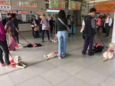 乘坐地铁偶遇一群拉布拉多,原先是导盲犬小小的见习生!