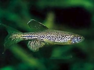 豹纹斑马鱼身份信息