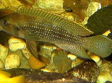 珍珠雀身份信息