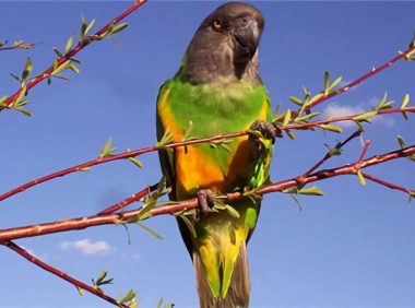 塞内加尔鹦鹉身份信息