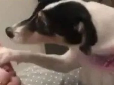 女主人怀孕期间，狗狗每天都这样