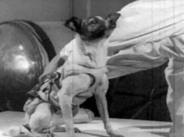 揭秘:第一只进入太空的狗狗,死因被隐瞒了47年~