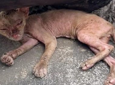 宠物猫被抛弃后,流落街头变成“无毛猫”,惨遭嫌弃依旧顽强求生