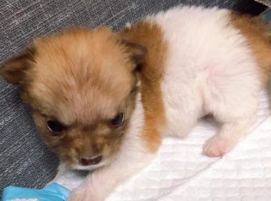 女孩领养的狗狗超没安全感，一有声响就醒，仰头见到她在才再次睡着