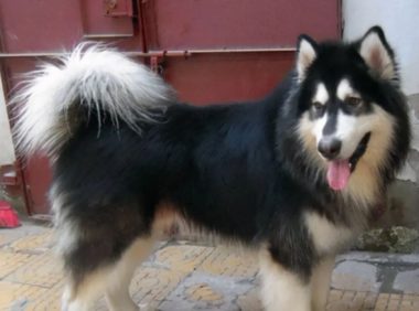 一男子遛狗不牵绳,女子受惊摔成十级伤残索赔18万