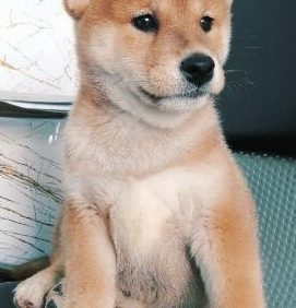 分手后后,盆友送了只柴犬,没预料到狗狗还可以把女孩从失恋中拯救出去