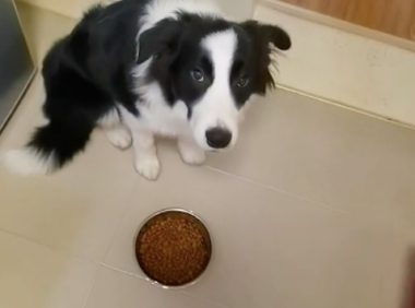 边牧看见主人炒菜吃，也要求把狗粮放进锅里炒，狗：生的我不吃