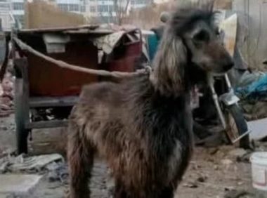 奇闻：大爷在垃圾堆捡回只流浪狗，长大后众人抢着买，大爷走运了