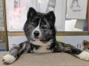 80斤柴犬喜欢熊抱,日本小姐姐险些被压伤