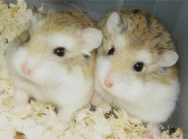 老公公仓鼠身份信息