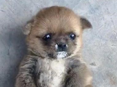 小奶狗偷喝酸奶，肚子“撑得透明”好吓人，滚来滚去讨好主人萌炸