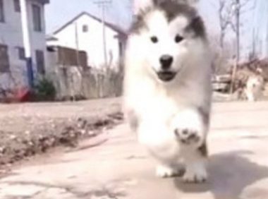 狗狗为接主人回家，一路高兴狂奔，下面这幕却把人笑坏掉！