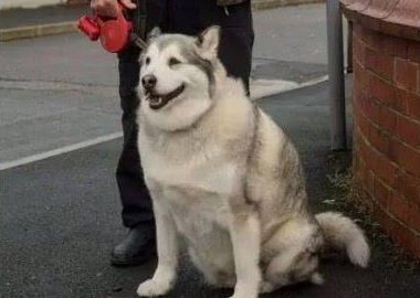 女人把狗狗告到法庭,大法官一看狗狗身型,立即公布没罪