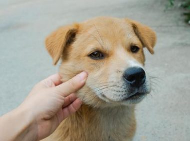 形似柴犬的大黄狗遭遗弃,流浪街头苦等主人归来