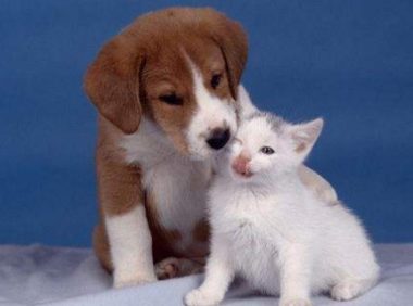 发朋友圈找人领养狗狗 | 微信朋友圈传“数千狗狗求领养” 宿迁记者求证:是骗局