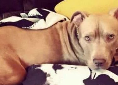 十二名壮汉从民宅捕走一只斗牛犬,只因有投诉听说这类狗很凶?