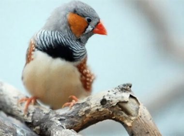 金山珍珠身份信息