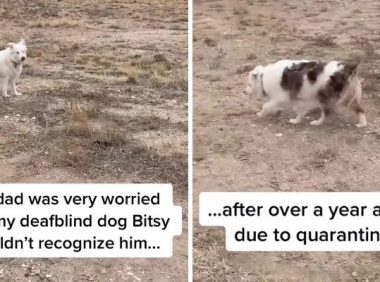 分开一年后，爷爷担心狗狗不记得自己，结果…暖哭了！