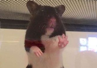 可爱小仓鼠被狠心遗弃 幸遇女子救回收编回家