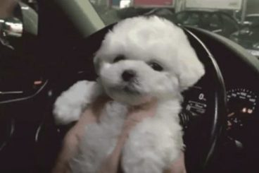 主人亲了狗狗一口,原本面无表情的它立刻喜不自胜了,笑容太甜了