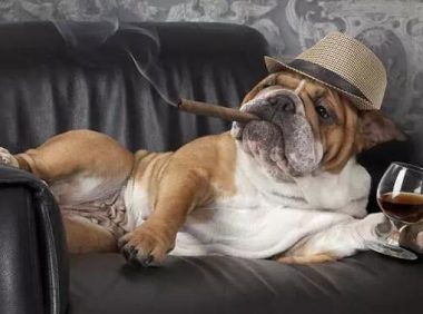 狗狗容易生病？原因是你给它喝了“夺命水”，这5种水要“慎喂”